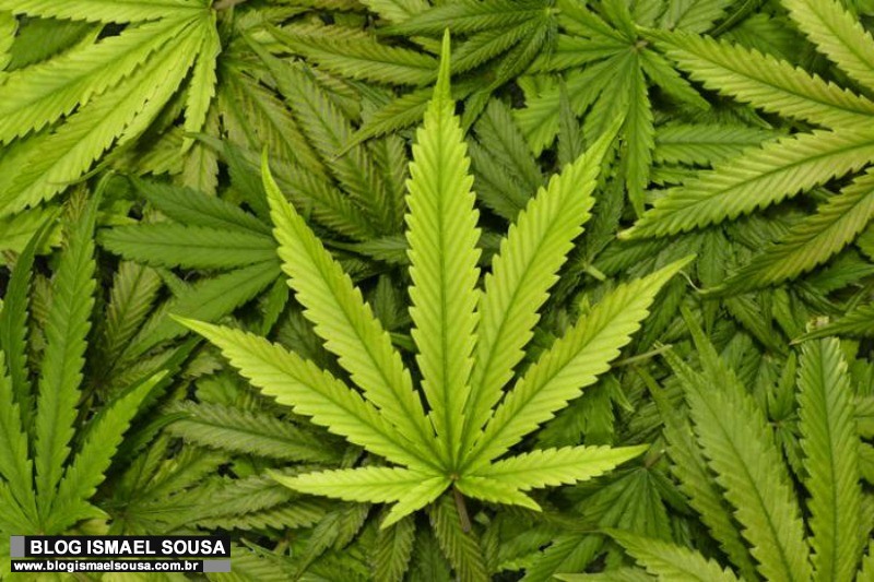 JustiÃ§a Federal do RN libera importaÃ§Ã£o de sementes de cannabis para fins medicinais