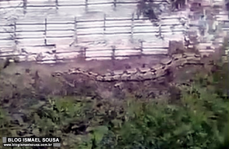 Moradores do Nova MossorÃ³ estÃ£o assustados com o aparecimento de cobras