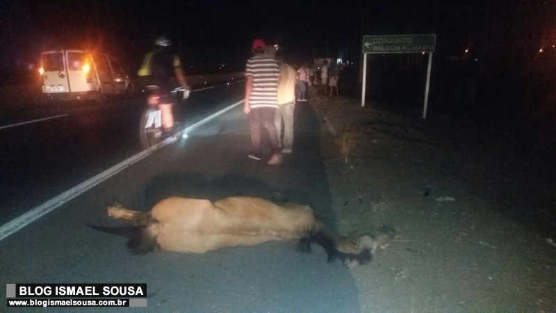 Motorista atropela e mata cavalo na BR-304 em MossorÃ³