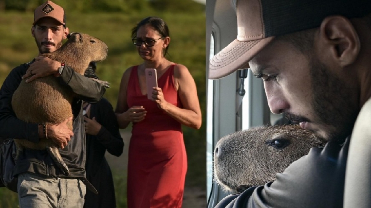 O brasileiro confia mais em uma capivara do que no trabalho do IBAMA