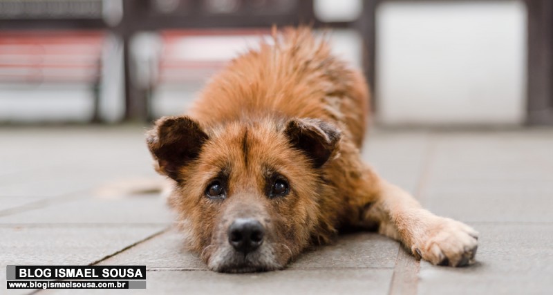 Ansiedade, depressão e autoflagelo em PETs - Como diferenciar e buscar ajuda