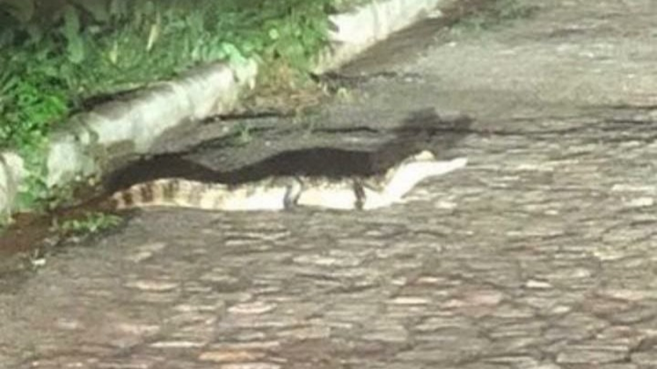 Jacaré é flagrado atravessando rua em Mossoró