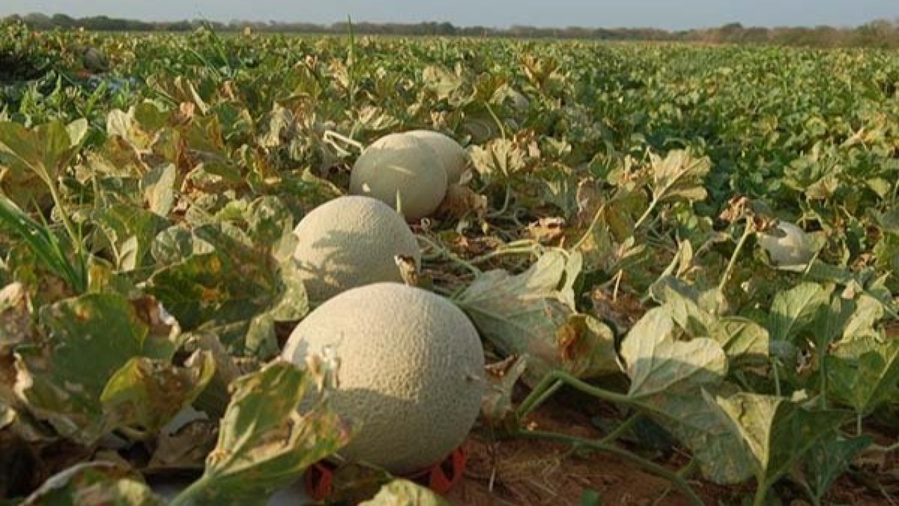 Workshop irá debater o mercado chinês para o melão brasileiro em Mossoró