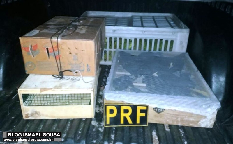 Motorista Ã© preso pela PRF com gaiolas cheias de papagaios e xexÃ©us em MossorÃ³