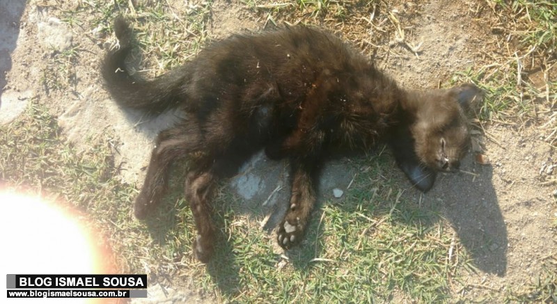 Moradores do Costa e Silva denunciam envenenamento de vÃ¡rios gatos 