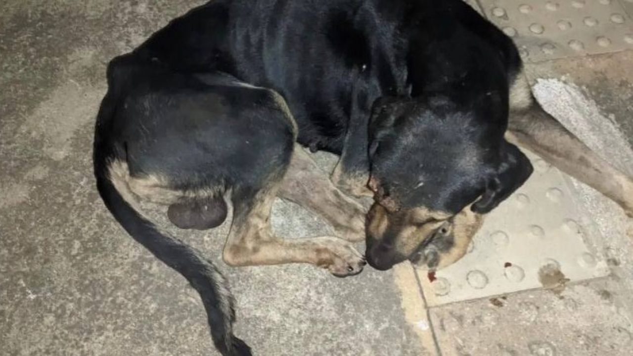Crueldade: Cachorro perde olho após sofrer paulada na cabeça em Mossoró
