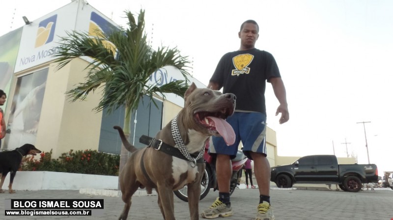 Passeio reÃºne criadores de cÃ£es da raÃ§a pitbull na Nova MossorÃ³