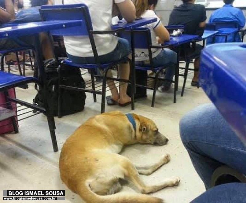 Morte de AmarelÃ£o, cÃ£o que frequentava sala de aula, revolta alunos da Ufersa