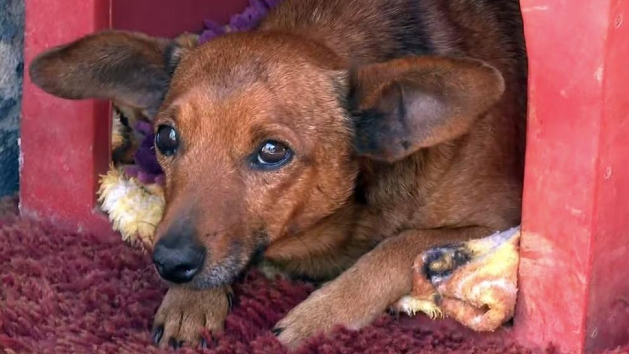 Cachorro anda 12 km para se despedir do tutor em velório em Minas Gerais