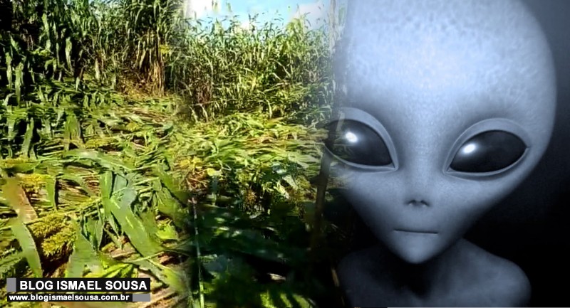 Aliens? sinais em plantaÃ§Ãµes assustam moradores de BaraÃºna-RN