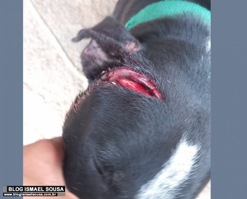 Cão é agredido com golpes de facão em pleno mês de dedicado a prevenção aos maus-tratos dos animais