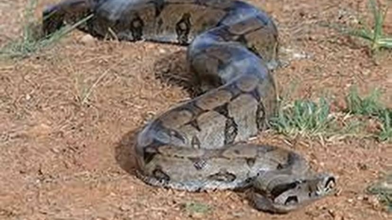 Aumento de aparições de cobras em residências preocupa população em Mossoró