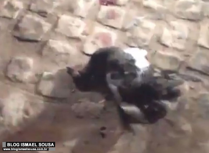 Pato se enrosca na fiaÃ§Ã£o elÃ©trica e deixa vÃ¡rios bairros sem energia em MossorÃ³