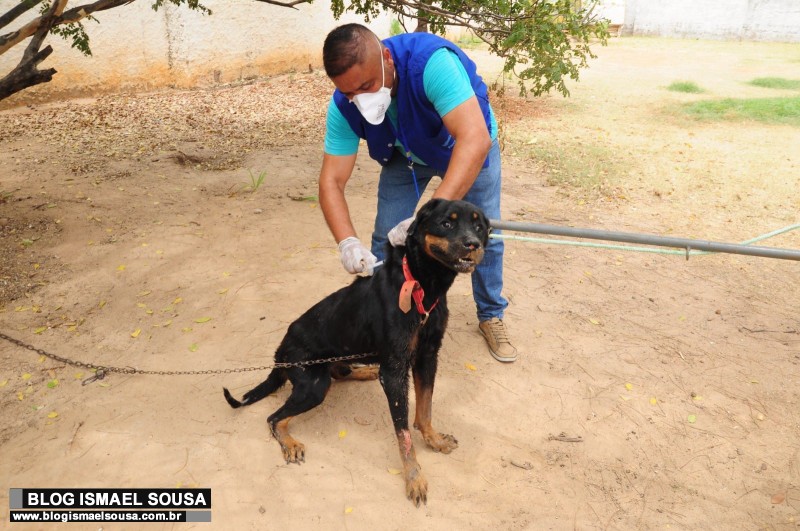 Centro de Zoonoses intensifica campanha antirrábica em Mossoró