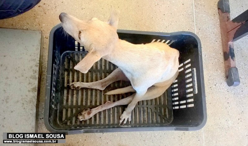 Cadela ferida Ã© resgatada apÃ³s suspeita de abuso sexual em MossorÃ³