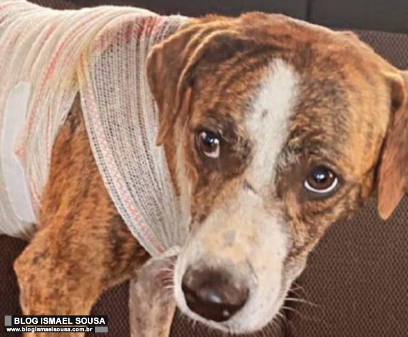 Crueldade: cachorro Ã© agredido com golpes de facÃ£o em BaraÃºna