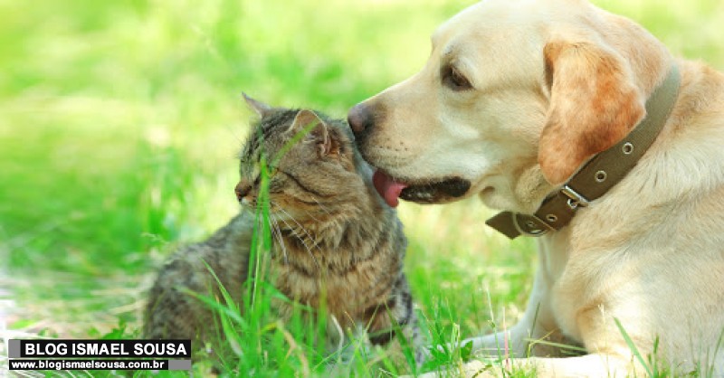 ATENÃ‡ÃƒO: CÃ£es e gatos nÃ£o transmitem COVID-19 para humanos