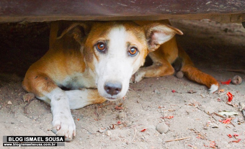 Bolsonaro anuncia criaÃ§Ã£o de Secretaria de Defesa dos Animais