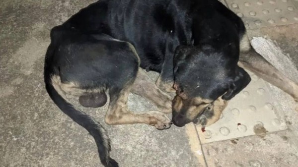 Crueldade: Cachorro perde olho após sofrer paulada na cabeça em Mossoró