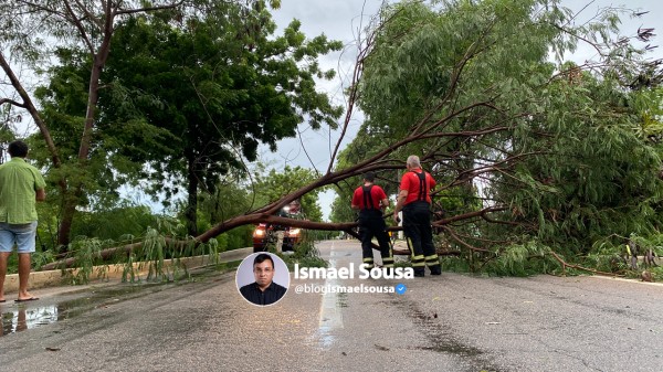 Árvore cai e interdita Avenida Felipe Camarão em Mossoró
