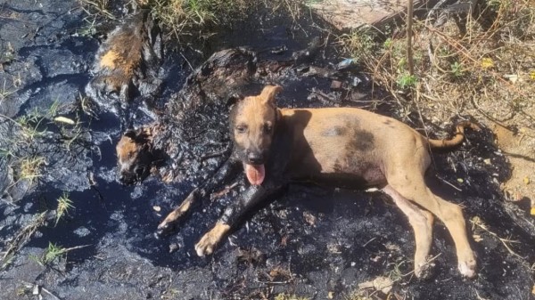 Crueldade: Filhote é resgatada após ficar presa em piche em Mossoró; irmãos não resistiram