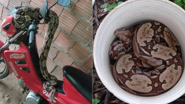 Jiboia é resgatada em residência no bairro Aeroporto em Mossoró