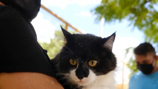 Prefeitura de Mossoró inicia cadastramento para castração de cães e gatos