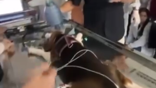 Crueldade: cão sofre parada cardíaca durante curso na UNP em Mossoró