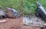 JacarÃ©s gigantes sÃ£o flagrados no Rio MossorÃ³