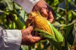 Limoeiro do Norte e Baraúna recebem evento para  produtores rurais nos dias 25 e 27