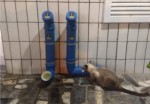 Petshop amplia projeto e espalha comedouros para animais abandonados em MossorÃ³