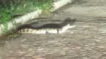 Jacaré é flagrado atravessando rua em Mossoró