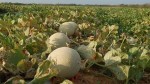 Workshop irá debater o mercado chinês para o melão brasileiro em Mossoró