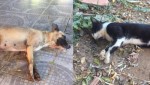 Animais sÃ£o encontrados mortos com suspeita de envenenamento em BaraÃºna