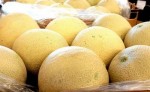 ExportaÃ§Ã£o de melÃ£o cresce 187% e lidera pauta do RN no primeiro semestre