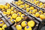 Expofruit começa hoje e deve movimentar R$ 60 milhões em negócios