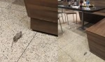 Cliente denuncia presenÃ§a de ratos na praÃ§a de alimentaÃ§Ã£o do Partage Shopping