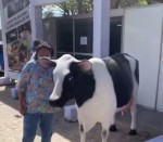 Mico: Fátima faz carícias em vaca de mentira
