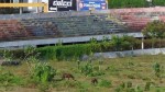 Abandonado, Nogueirão serve de pasto para cavalos
