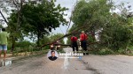 Árvore cai e interdita Avenida Felipe Camarão em Mossoró
