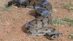 Aumento de aparições de cobras em residências preocupa população em Mossoró