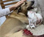 Cachorro atropelado precisa de ajuda para realizar cirurgia
