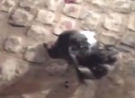 Pato se enrosca na fiaÃ§Ã£o elÃ©trica e deixa vÃ¡rios bairros sem energia em MossorÃ³