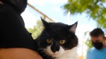Prefeitura de Mossoró inicia cadastramento para castração de cães e gatos