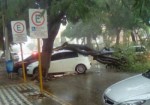 Forte chuva derruba Ã¡rvore em cima de veÃ­culo no Centro de MossorÃ³