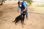 Centro de Zoonoses intensifica campanha antirrábica em Mossoró