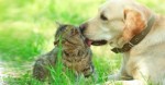 ATENÃ‡ÃƒO: CÃ£es e gatos nÃ£o transmitem COVID-19 para humanos