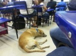 FOTO: Cachorro "assiste" a aula na Ufersa