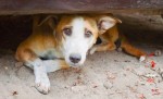 Bolsonaro anuncia criaÃ§Ã£o de Secretaria de Defesa dos Animais